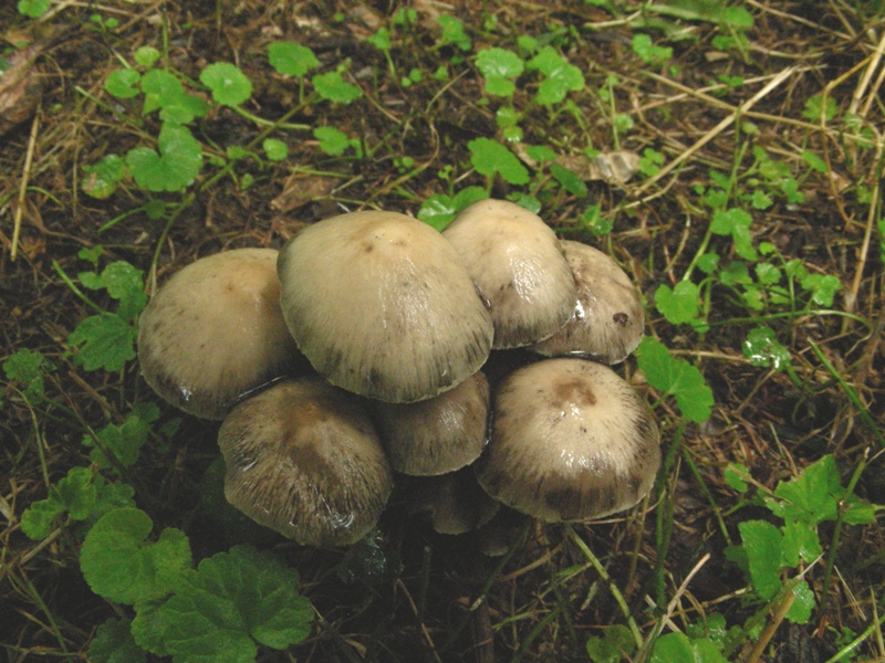 Pioggia e nervosismo con tanti funghi